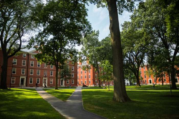 A view of Harvard Yard from beneath a tree.