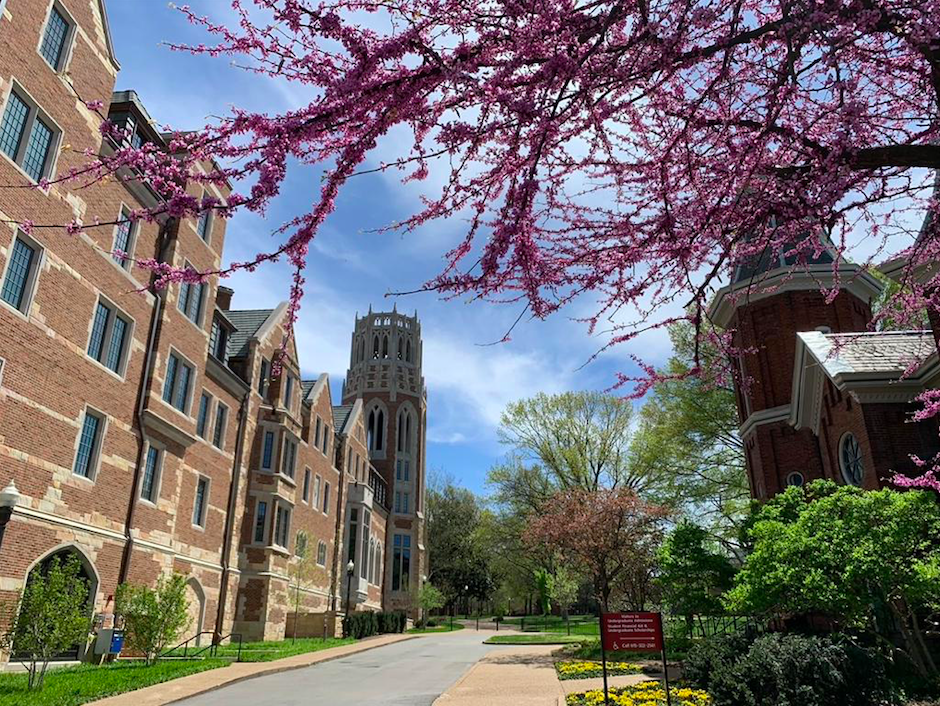 A street is featured under a purple tree at Vanderbilt University.